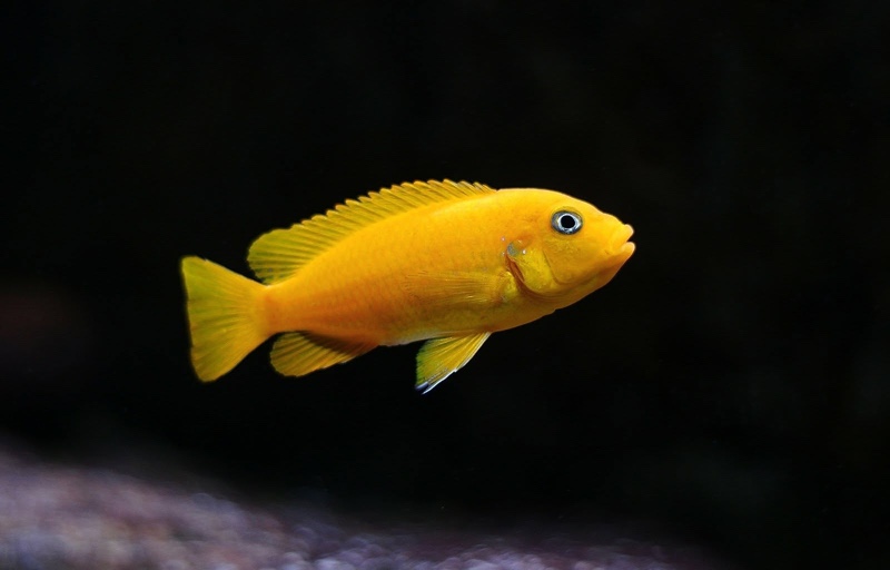 Maylandia sp. 'msobo' Magunga